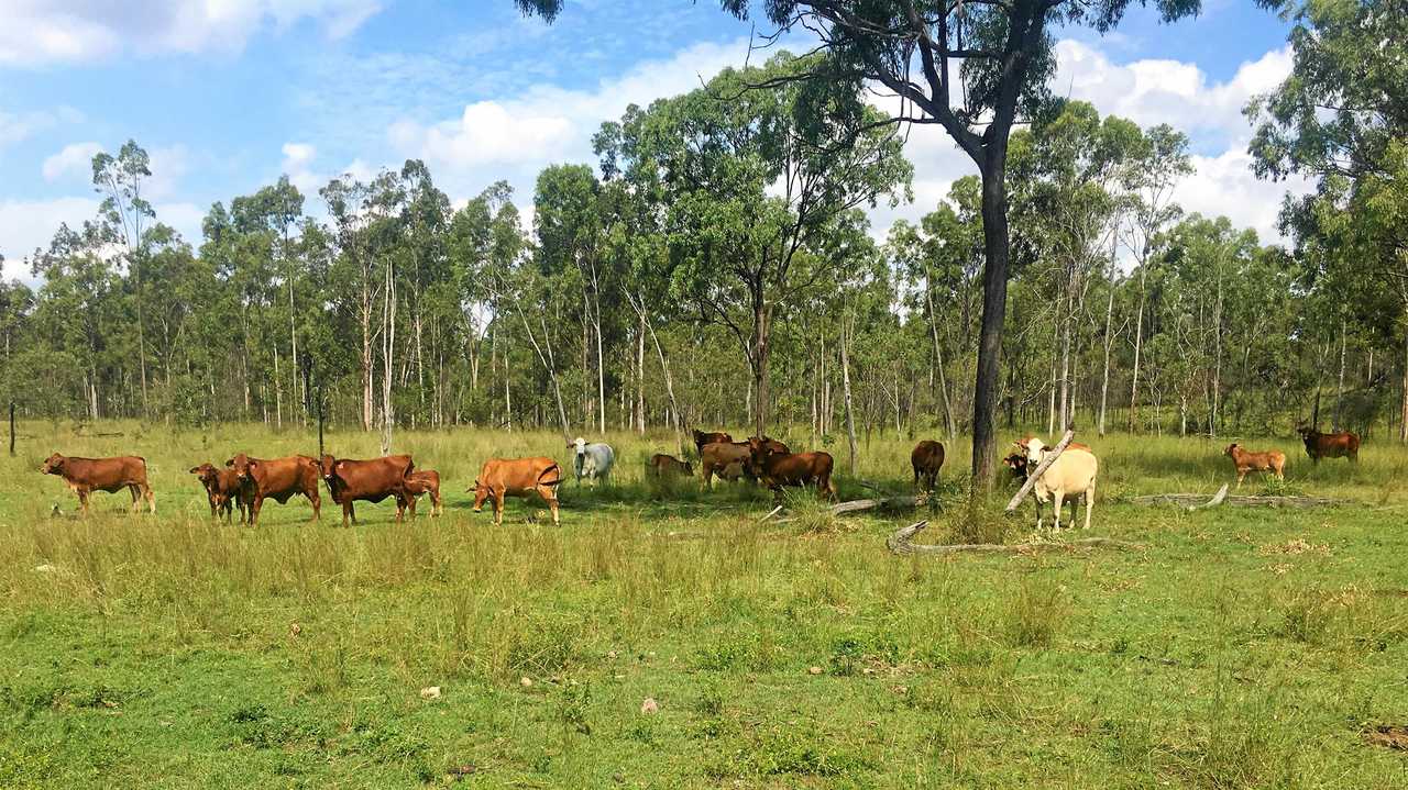 Cattle at the Toondahra property.