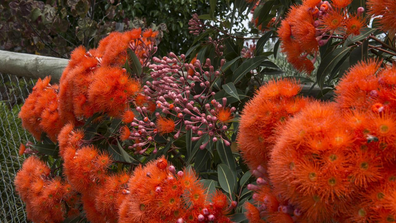 Australian Natives Flowering Trees Add A Splash Of Colour To Garden