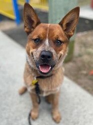 Gold Coast's cutest dogs: Cubby. Submitted by Bayley Wright.