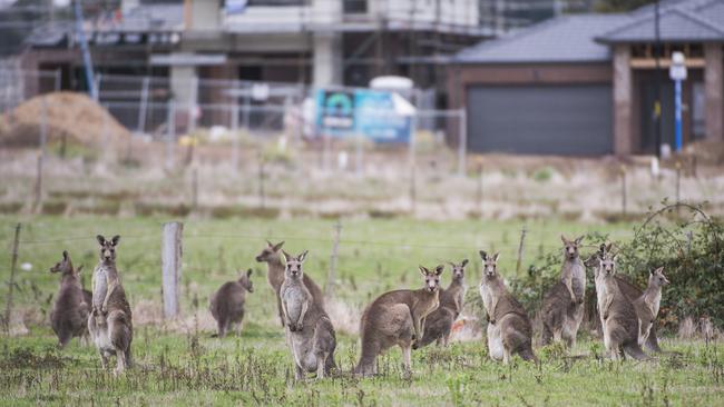 Victoria’s kangaroo killing policies should be overhauled, wildlife advocates say.