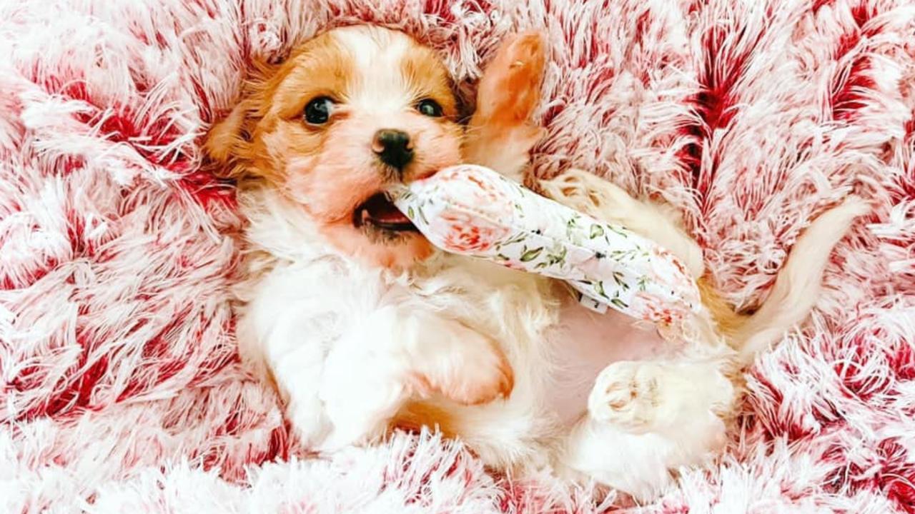Hallie: Peggy Taylor's 1 and a half year old King Charles x Maltese