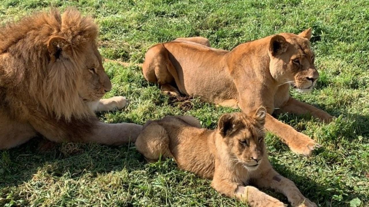 Zoos Sa: Monarto Safari Park Lion Cub Khari Dies 