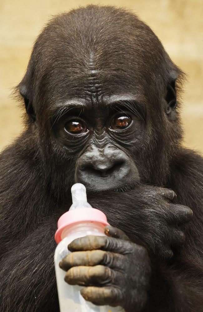 17-month-old gorilla Kaius enjoys his bottle at Mogo Wildlife Park. Picture: Jonathan Ng