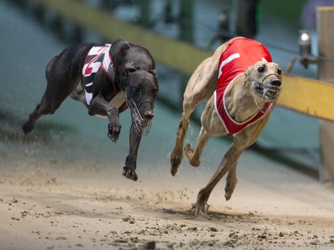 There are 19,000 greyhounds in NSW, not the 6000 the government first said, raising questions of a possible slaughter once the industry is shut down.