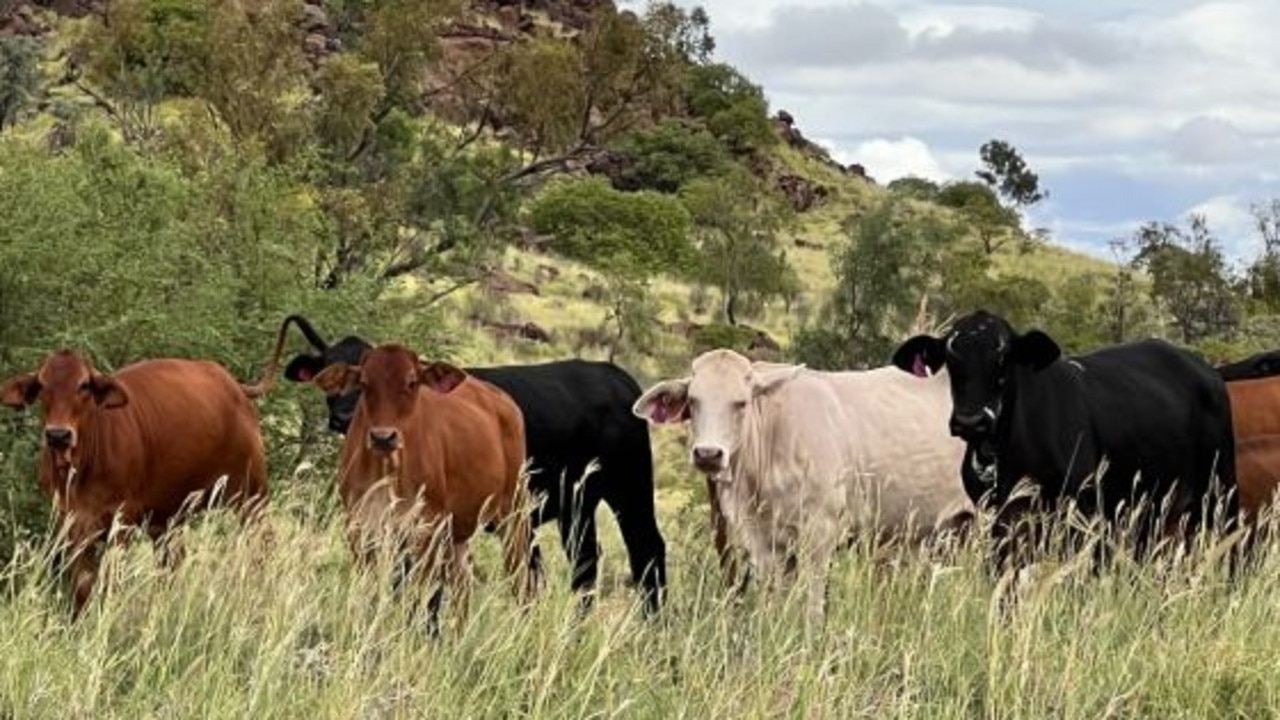 Sprawling 233,000ha Qld cattle station sells for almost $50m
