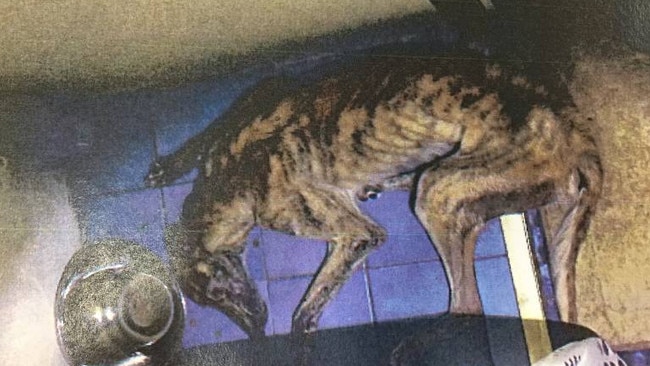 Shane Polson’s starved greyhound when police found her in his Dubbo home. Picture: Supplied