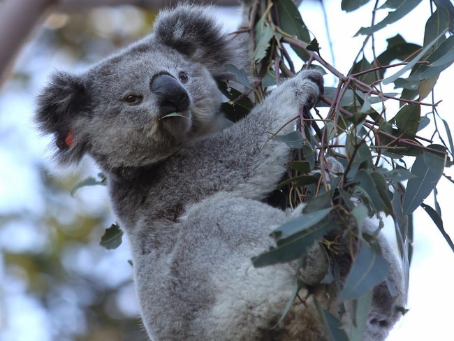 80 Koalas have died from being hit by cars in Sydney's southwest in less than two years. Picture: (AAP IMAGE / Robert Pozo)