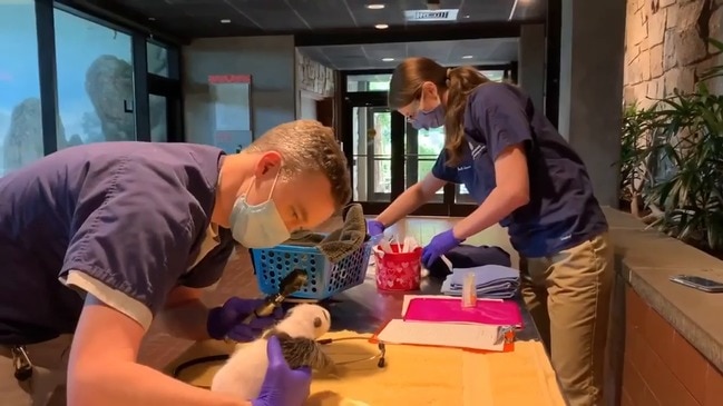 Panda Cub Gets First Veterinary Exam at National Zoo