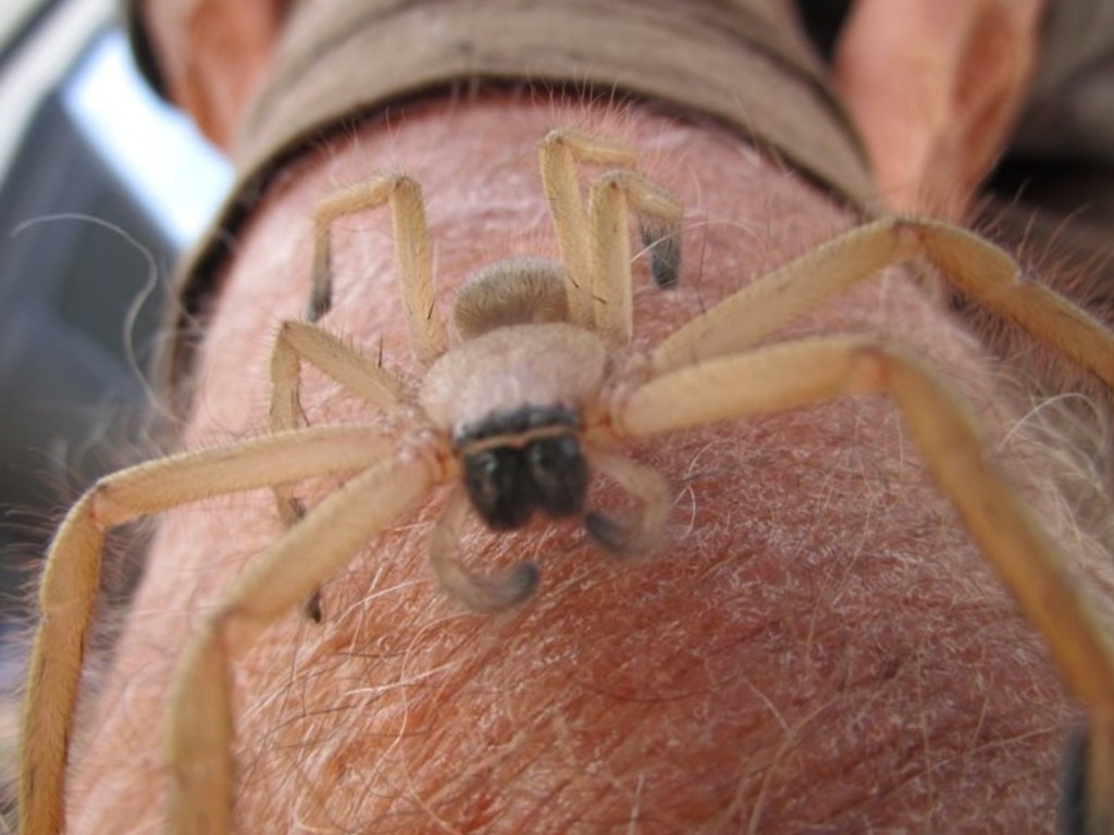 Giant huntsman spider captured on camera in Australia, The Independent