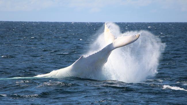 Famous white whale Migaloo splashes in Gold Coast waters. Photo: Sea World Whale Watch