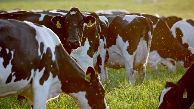 MILK RUN DAY 2 – Dairy farmer Sid Clarke pictured on his dairy farm at Ladysmith near Wagga Wagga where he runs approx. 160 head of cattle. In easier times he will have around 200 cows milking. Picture: Toby Zerna