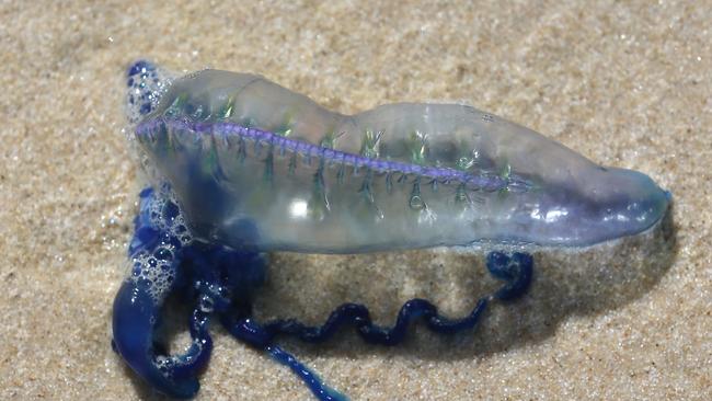 blue bottle jellyfish on beach