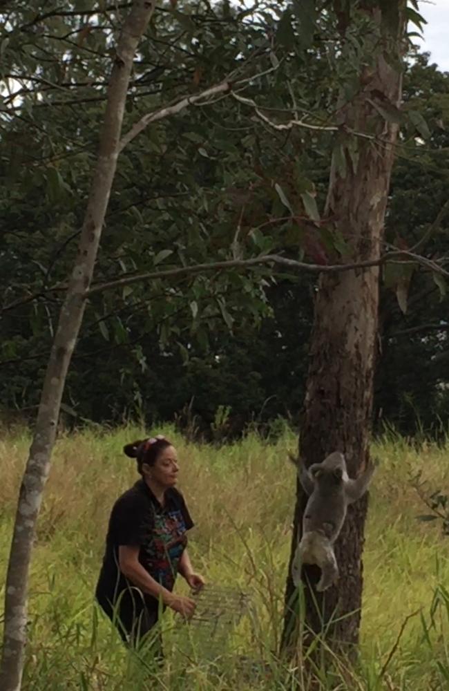 Harrison the koala found and released back into Tillack Park in Mansfield.