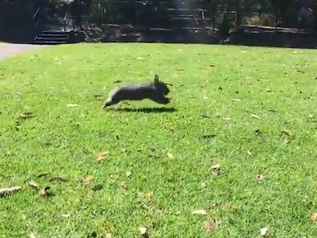 Little George the wombat in full flight at the Australian Reptile Park at Somersby on the NSW Central Coast. Picture: Supplied