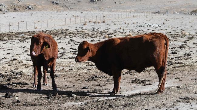 ABARES has found that climate change is costing the average Australian farming family $30,000 a year due to lost productivity. Picture: AFP