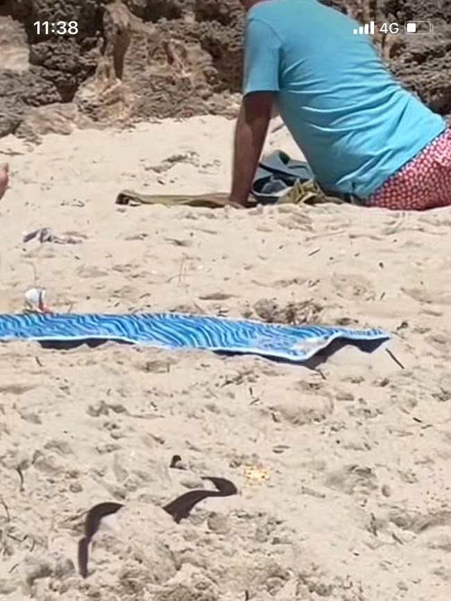 The scary snake sighting was on a beach in Perth, Western Australia. Picture: Tiktok via @sarahbrunners