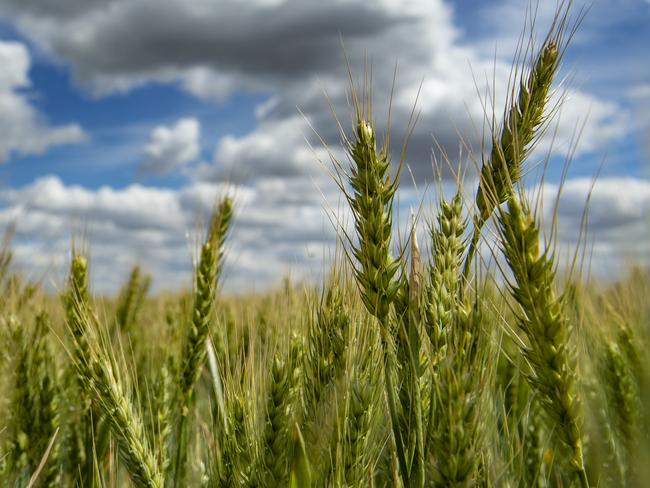 CROPS: Cameron Krahe at Serpentine Update on crops in the Serpentine area - They have had good rainfall this year - with 350mm for season. Pictured: Generic wheat crop PHOTOGRAPHER: ZOE PHILLIPS