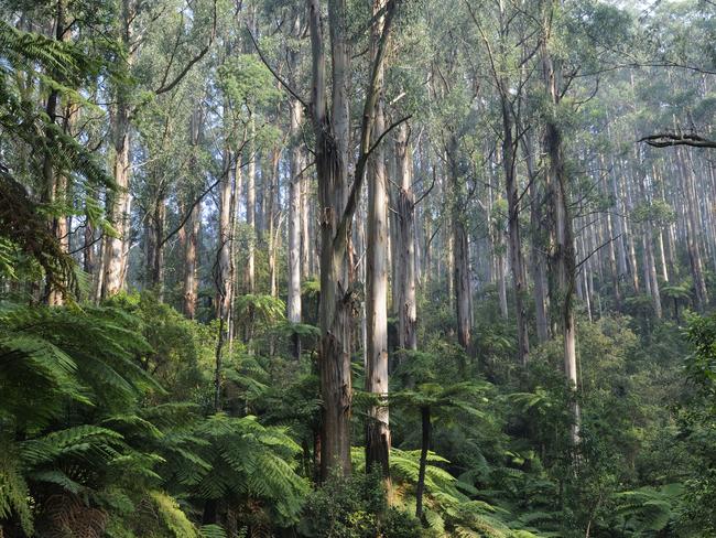 EMBARGO FOR TWAM 19 MAR 2022. FEE MAY APPLY. Espece d'eucalyptus qui peut atteindre 75m de hauteur. (Photo by JOUAN/RIUS/Gamma-Rapho via Getty Images)