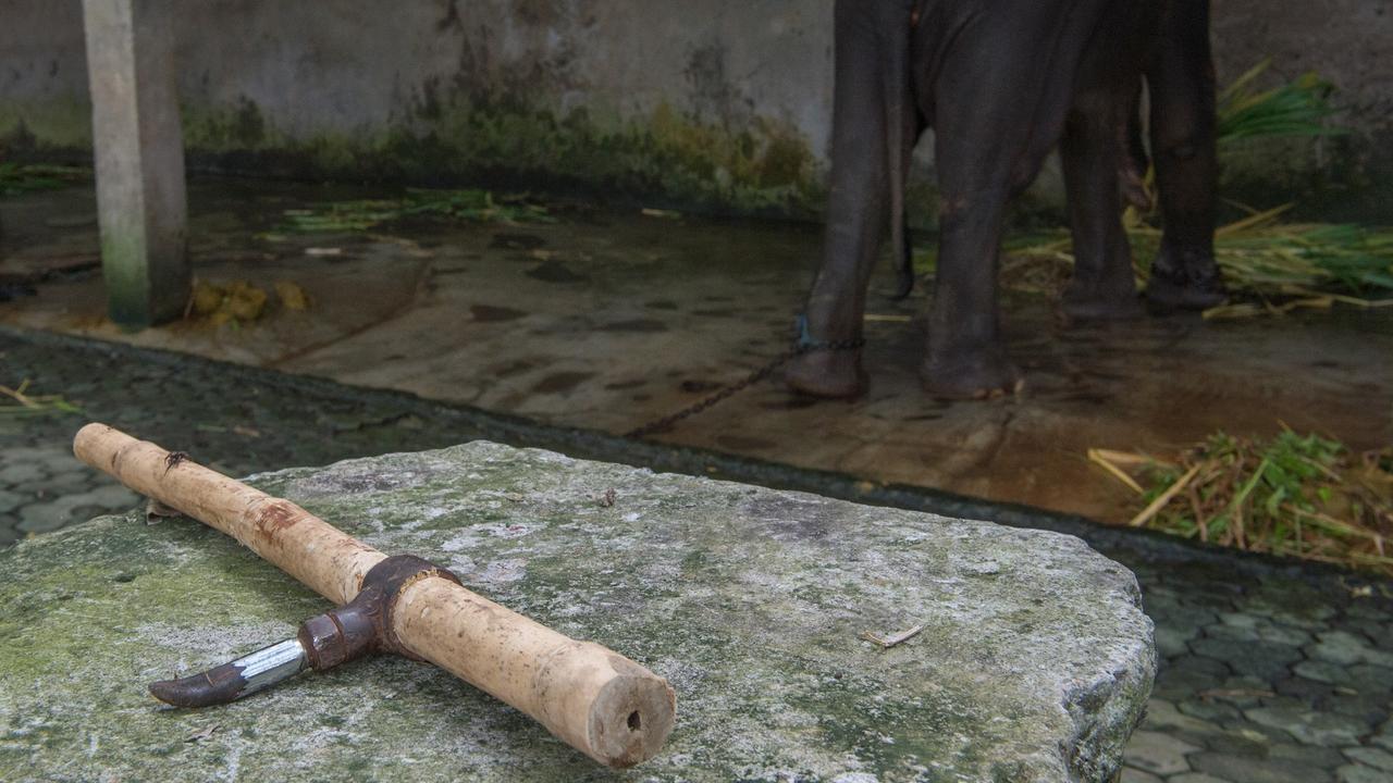 A bullhook used to control elephants when they misbehave. Picture: World Animal Protection