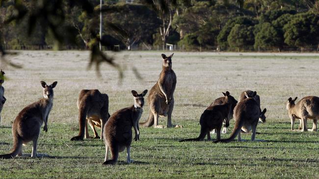 Sighted: Victoria’s kangaroo harvest has resumed.