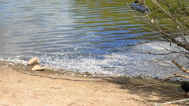 Dead fish line the banks of the pond at the Bundaberg Botanic Gardens. Picture: Geordi Offord