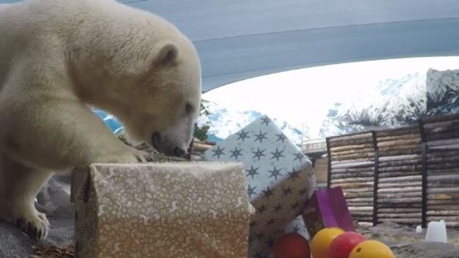 Polar bear mum Liya celebrates Christmas at Sea World.