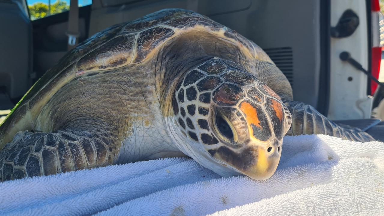 Green Turtle Released By Queensland Parks And Wildlife Services The   F49d853baaee84f688531697e4489b8a