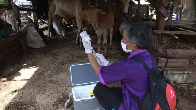 A veterinarian prepares a vaccine for foot-mouth disease for cows in Indonesia. Picture: AFP