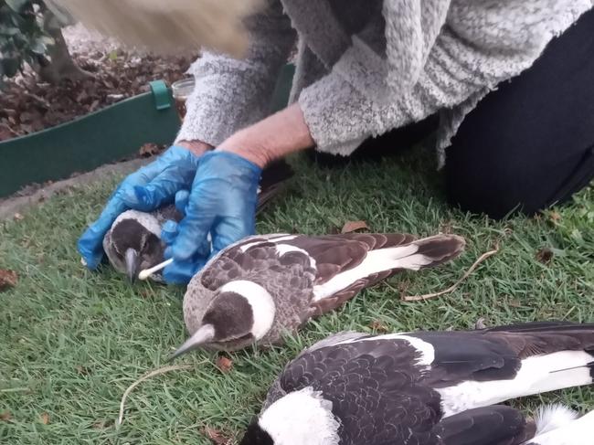 Shock as magpies found poisoned in Gympie region backyard