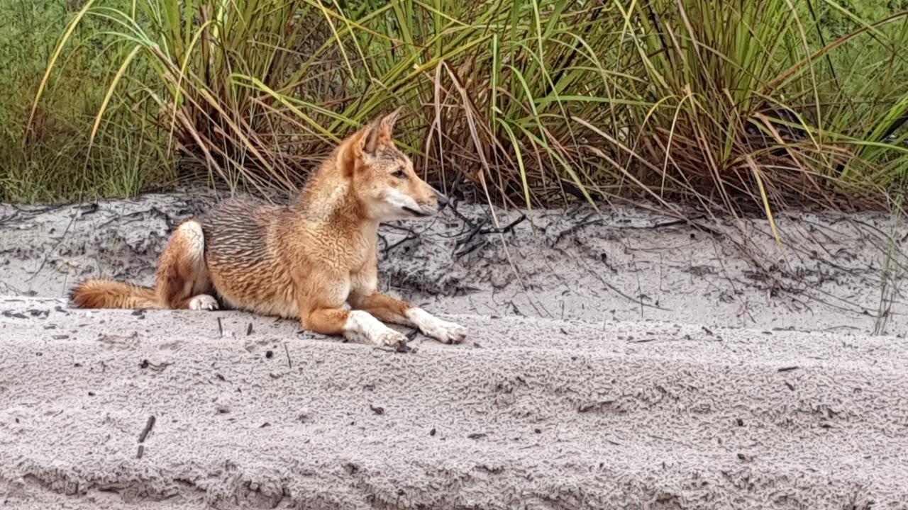 Wongari are protected in national parks, such as the Great Sandy National Park. Picture: Supplied