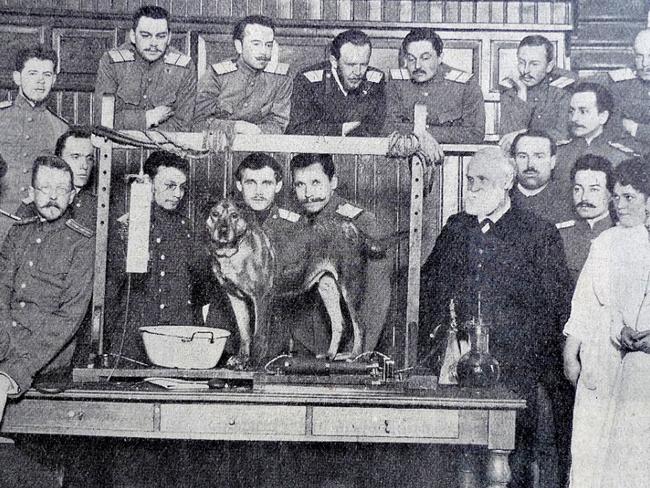 Ivan Pavlov demonstrating his experiment with a dog and conditioned responses in the 1890s. Public domain image