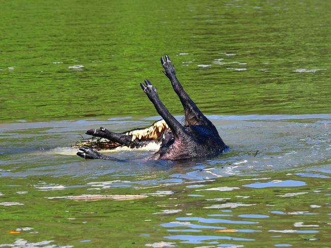 A croc snapped up a pig for lunch during the Barra Nats on the Daly River this week. Picture: Alex Julius