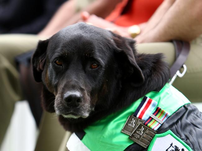 Sarbi, an explosive detection dog for the Australian Army, received RSPCA's most prestigious animal bravery award the Purple Cross, at a ceremony at the Australian War Memorial in Canberra.