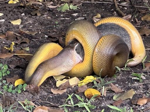 Python versus possum