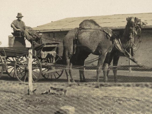 Camels and a dray used by boundary riders at the government camel station, taken by Arthur Upfield. Picture: National Library of Australia