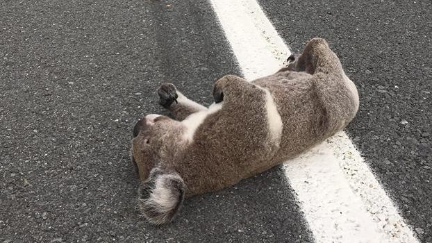 The koala was hit in the early hours of Thursday morning. 