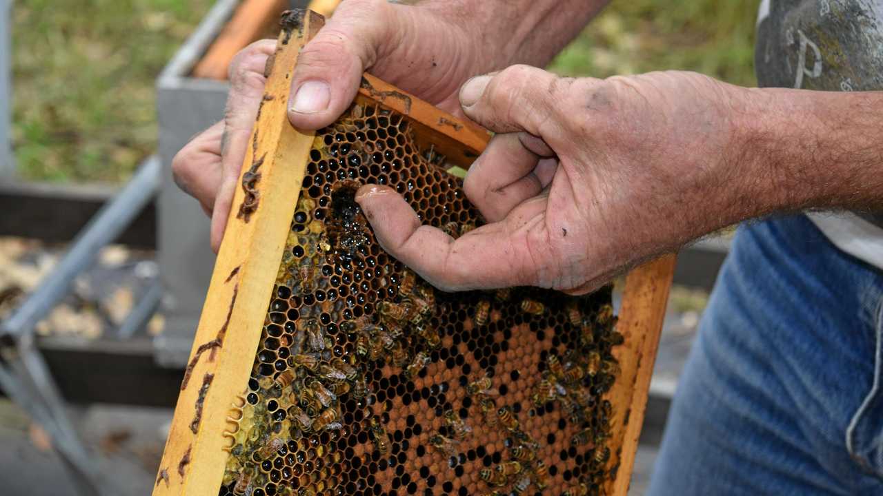 Paul Marsh scrapes a bit of honey straight from the bee hive.Photo: Emily Smith. Picture: Emily Smith