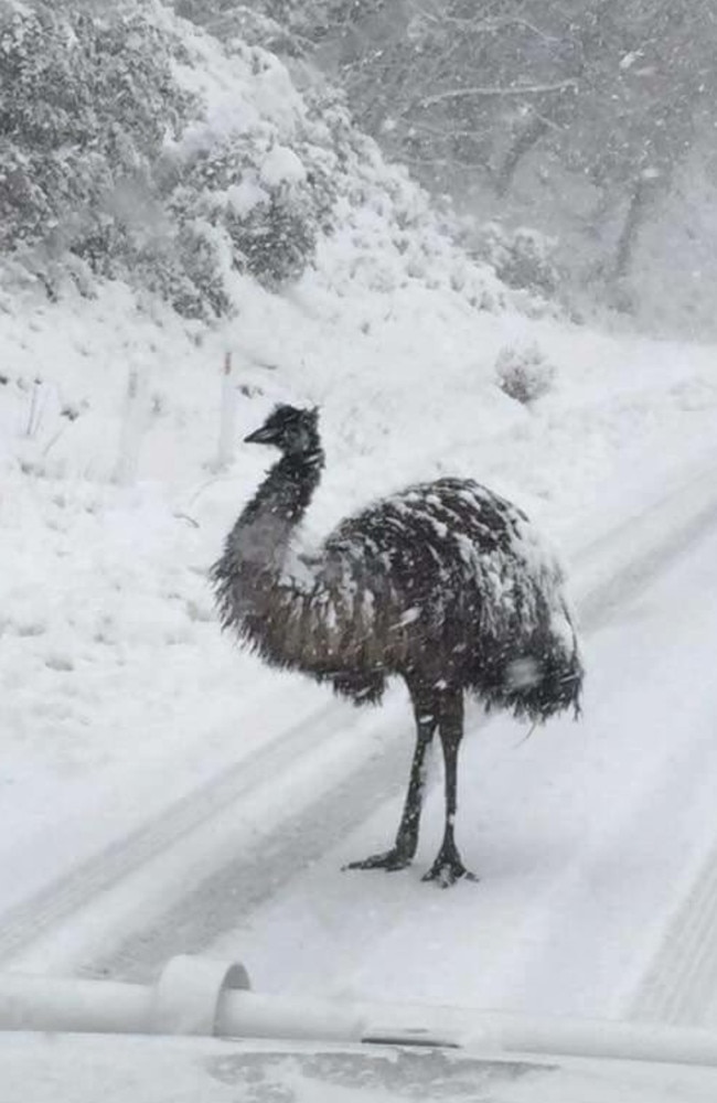 Nice weathers for ... emus: This picture has been doing the rounds of social media since it was snapped by a Jindabyne resident as she drove to Thredbo in last week’s blizzard conditions.