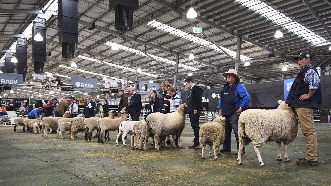 Judging in the interbreed ewe class at the Royal Melbourne Show on September 22, 2019. Photo: Dannika Bonser