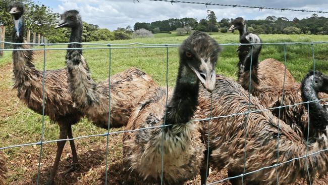 Emus.