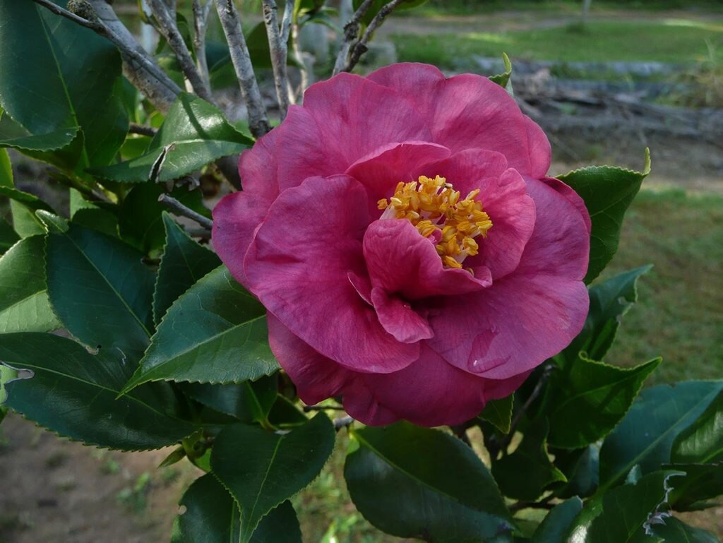 Toowoomba Camellia Show launch | The Courier Mail