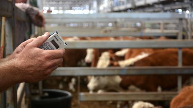 Cattle producers need up to date information according to Cattle Australia.