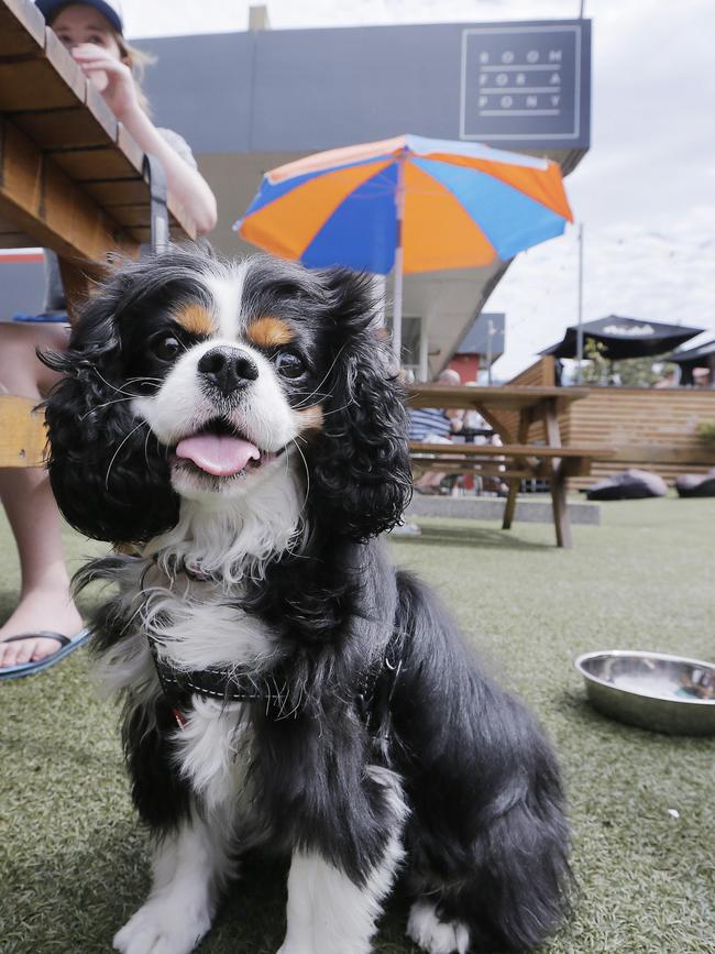 There's room for a puppy at Room For A Pony, where Gracie gets to hang out with her owners when they go to the cafe. Picture: MATHEW FARRELL