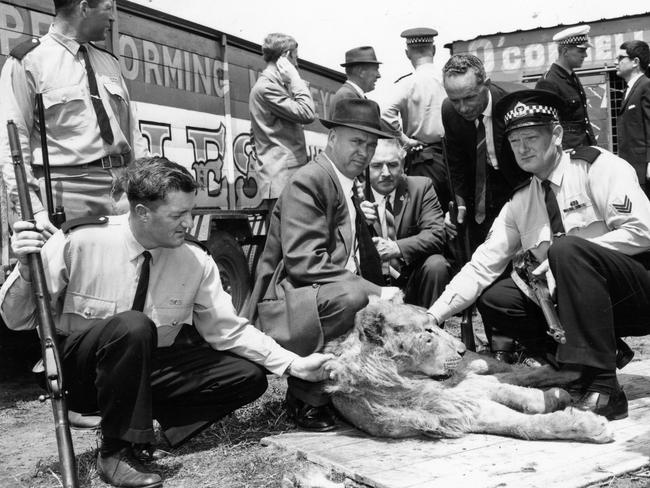 1964: Police pose with the body of one of three lions shot after they escaped from O’Connells Circus at Wingfield, Adelaide. Four big cats fled their cage, killing circus caretaker George Herzog, 49. Three were stalked and shot dead by police marksmen and two big-game hunters, but the fourth returned to its cage on the command of its owner and trainer. File picture