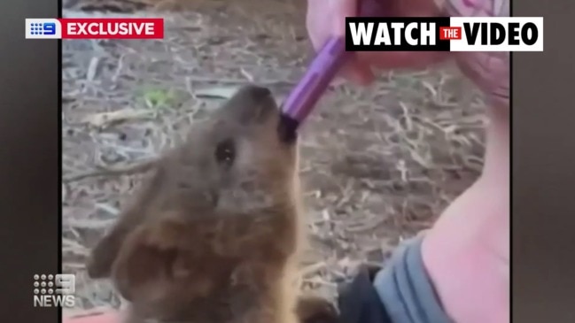 Quokka forced to vape in disturbing video