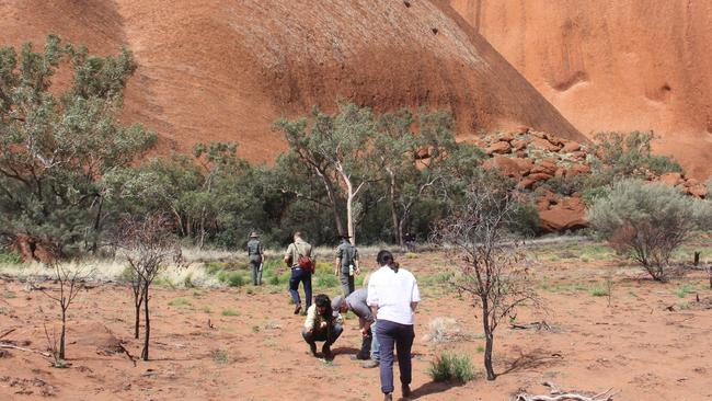 Representatives from government, environment groups, and ranger groups at Uluru look at where buffel grass has recently been managed. Picture: Supplied