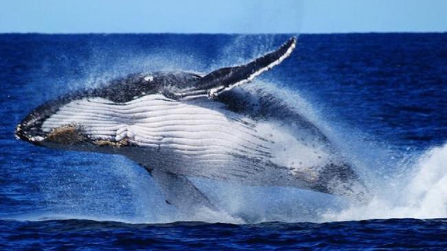 Pictures on Hold for Saturdays paper , Whale pictures from  Brisbane Whale Watching