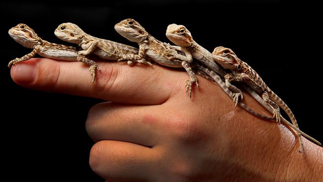 Bearded dragon as a hot sale pet for a kid