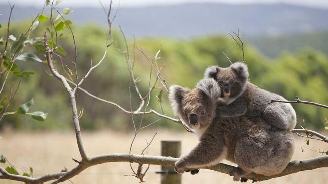 Coffs Harbour City Council has endorsed its Coffs Harbour Koala Plan of Management and will release several maps and reports on endangered vegetation.