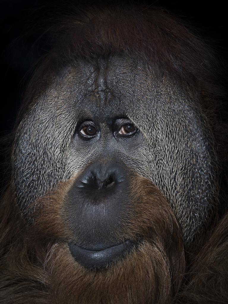 Image Name: Indianapolis,Orangutan Photographer Name: Mark Edward Harris A 40 year old orangutan named Azy at the Simon Skjodt International Orangutan Center in Indianapolis, Indiana. Some orangutans have lived into their early 60s Series Name: Eyes Are the Window to the Soul Series Description: Photographic and scientific studies of a group of orangutans at the Simon Skjodt International Orangutan Center in Indianapolis, Indiana demonstrate the individuality of each primate as well as a clear awareness of self. There is obviously a sentient being looking back through the lens. Orangutans and humans share 97 percent of their DNA sequence. Picture: Mark Edward Harris, United States of America, Shortlist, Professional, Natural World  Wildlife (2018 Professional competition), 2018 Sony World Photography Awards